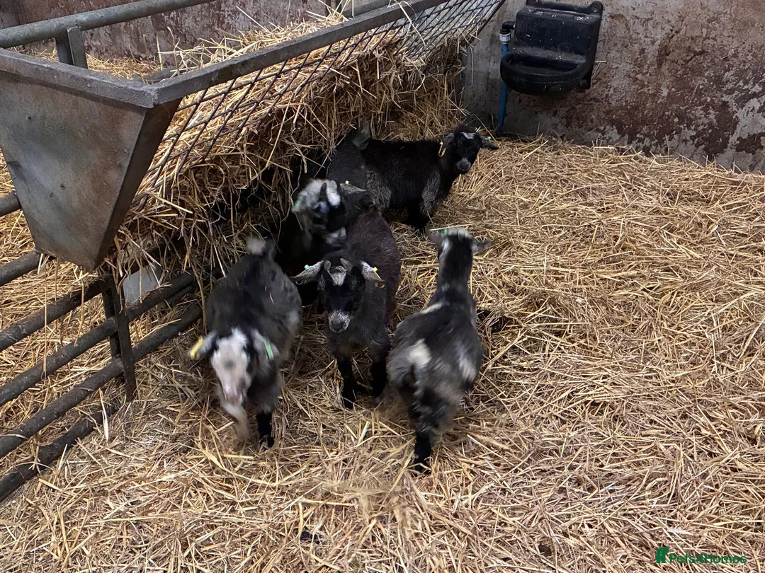 Goats livestock for sale: 12 week old Pygmy weather kids  - Advert 6