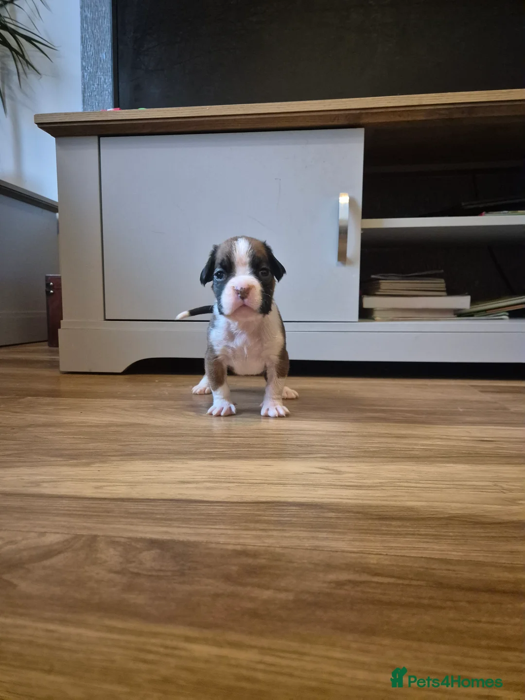 Boxer dogs for sale: STUNNING KC BOXER PUPPIES WITH CHAMPION BLOODLINES - Advert 4