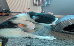 Domestic Shorthair cats for sale: Cute little black and white kitten - Advert 15