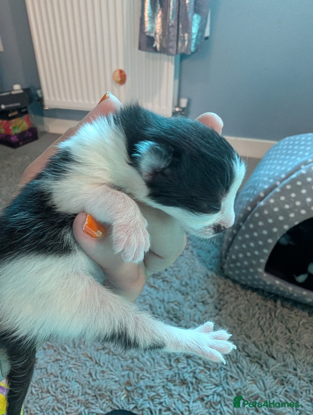 Domestic Shorthair cats for sale: Cute little black and white kitten - Advert 15