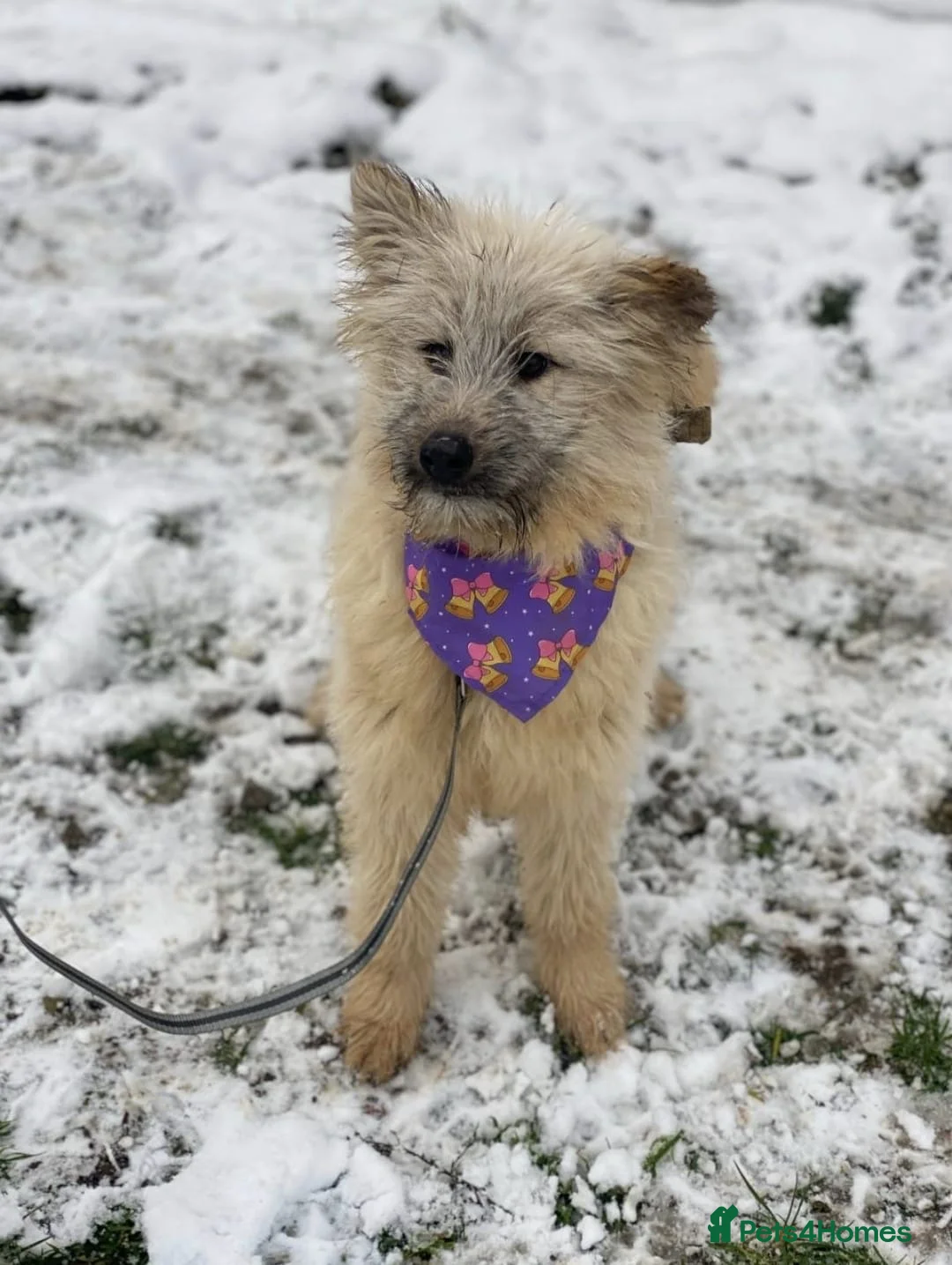 Mixed Breed dogs for adoption: ❤️🐶 KIKI – THE LITTLE SWEETHEART in Burton-on-Trent - Advert 1