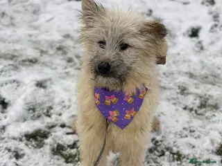 Mixed Breed dogs ❤️🐶 KIKI – THE LITTLE SWEETHEART - Advert 2