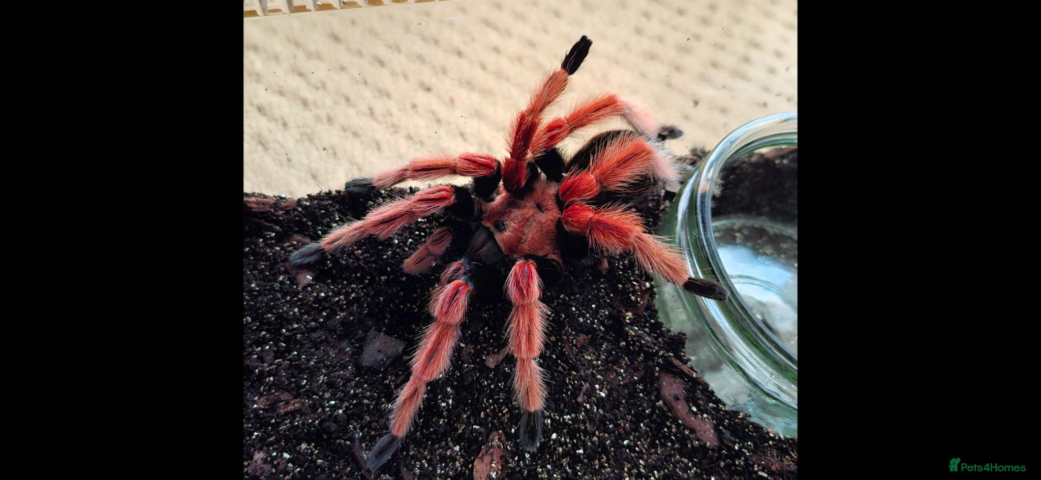 Tarantulas invertebrates 5 tarantulas for sale - Advert 15
