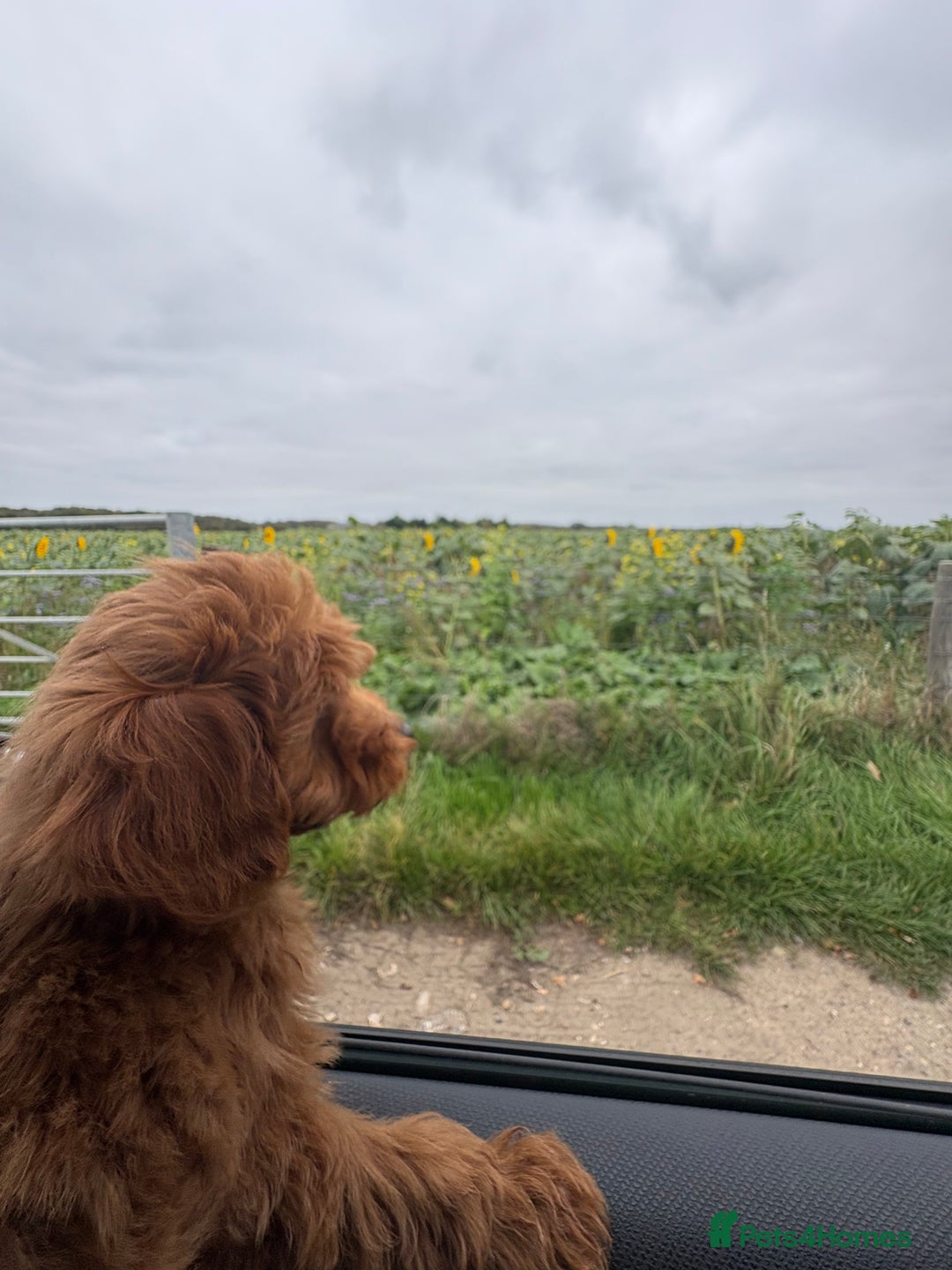 Cavapoo dogs for sale: LICENSED BREEDER HEALTH TESTED CAVAPOOS F1  - Image 6