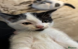 Domestic Shorthair cats for sale: 3 kittens kittens  - Image 15