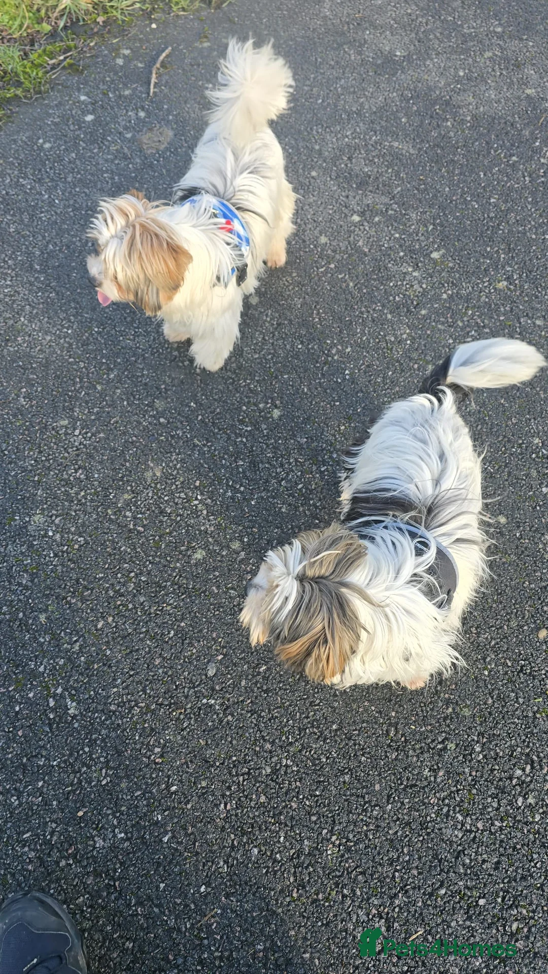 Biewer Terrier dogs for sale: 🐾 Adorable Biewer Terrier Puppies – Bedfordshire - Advert 3