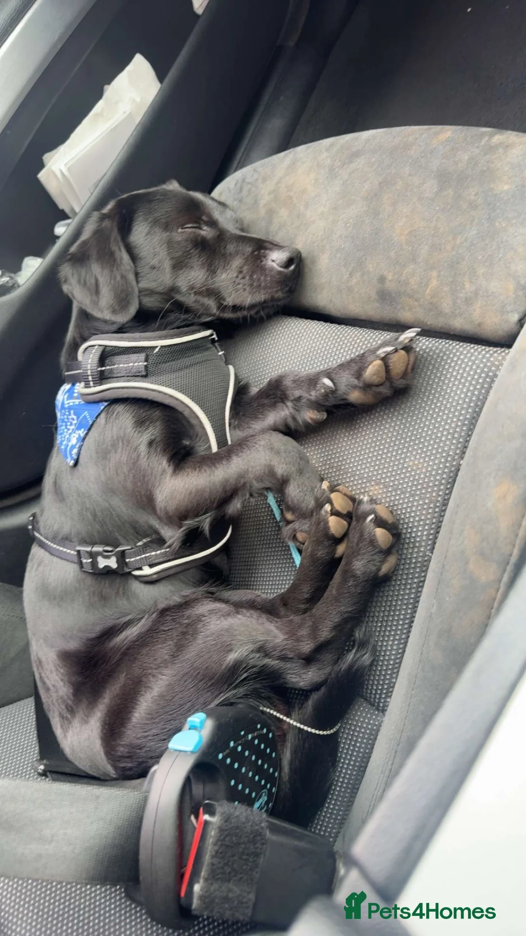 Mixed Breed dogs for sale: Dachshund x Patterdale terrier  - Advert 2