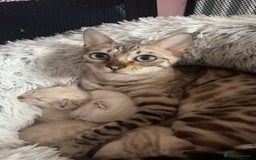 Bengal cats for sale: 3 Bengal kittens are looking for a new home 🏠 🐾 - Image 9