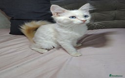 Mixed Breed cats for sale: Long haired Mixed breed ragdoll x ginger mother - Image 21
