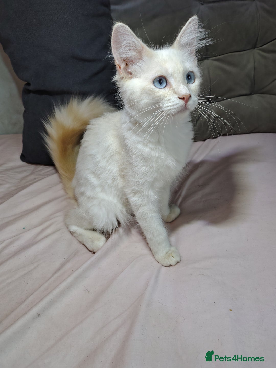 Mixed Breed cats for sale: Long haired Mixed breed ragdoll x ginger mother - Image 21