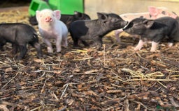 Pig livestock for sale: Stunning Mini Pigs - Image 7