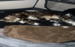 Norwegian Forest Cat cats for sale: Male kitten 8weeks old - Image 4