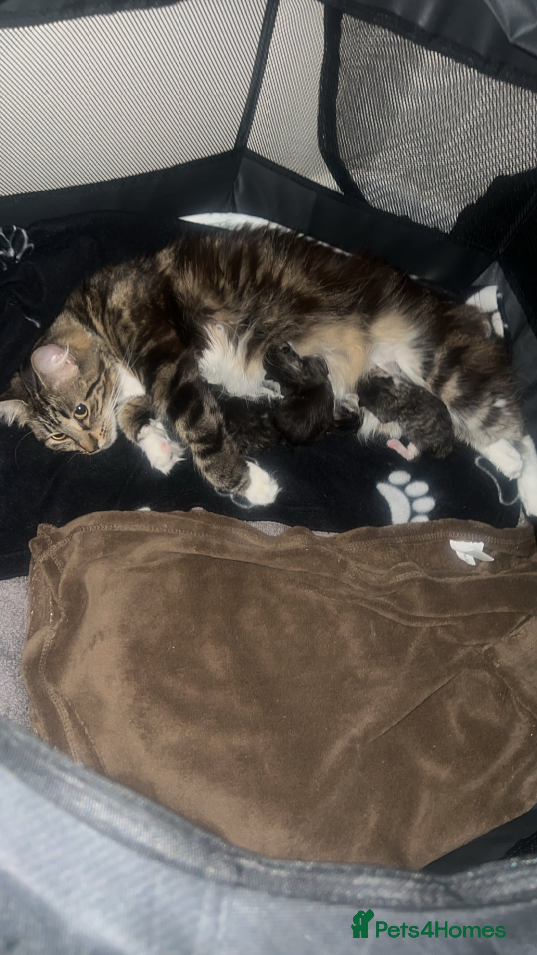 Norwegian Forest Cat cats for sale: Male kitten 8weeks old - Image 4
