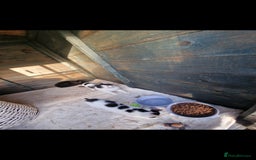 Mixed Breed cats for sale: Beautiful kittens for sale  - Advert 5