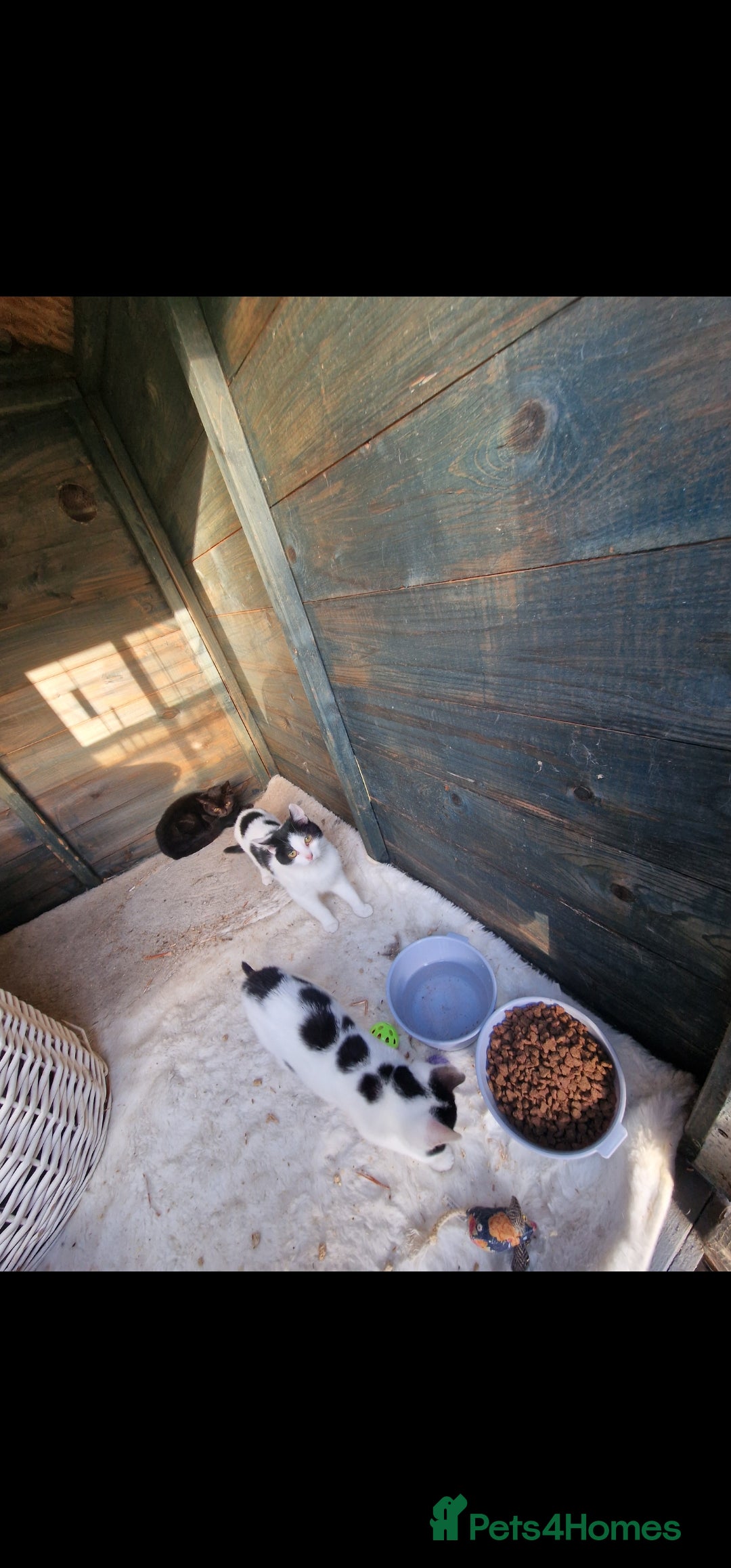 Mixed Breed cats for sale: Beautiful kittens for sale  - Advert 5