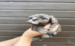 Yorkiepoo dogs for sale: 🐾 Tiny Yorkiepoo Puppies – Ready 29th August! 🐾 - Image 6