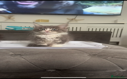 Maine Coon cats for sale: Two giant mainecoons left👀🏡 - Image 3