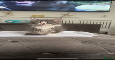 Maine Coon cats - Advert 8