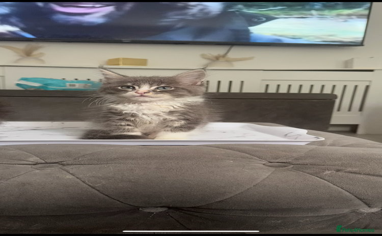 Maine Coon cats - Advert 2