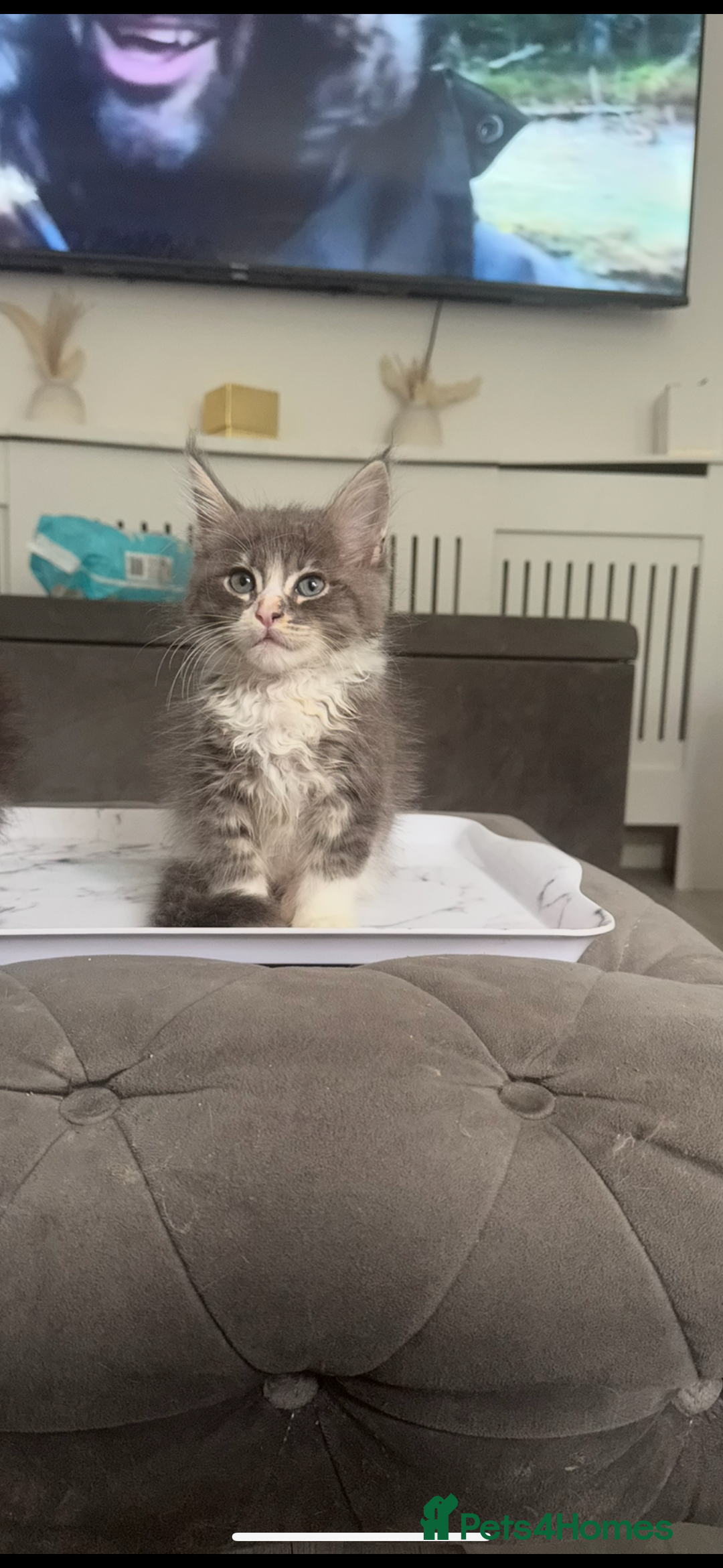 Maine Coon cats for sale: Two giant mainecoons left👀🏡 - Image 3
