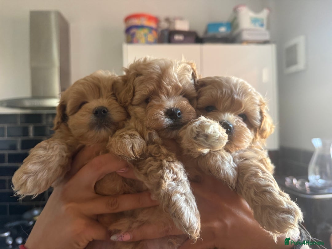 Maltipoo dogs for sale: Perfect small Maltipoo’s  puppy’s ❤️ - Image 8