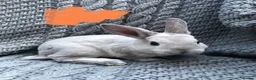 Rex rabbits for sale: Purebred Velvet Mini Rex Sable rabbits - Advert 6