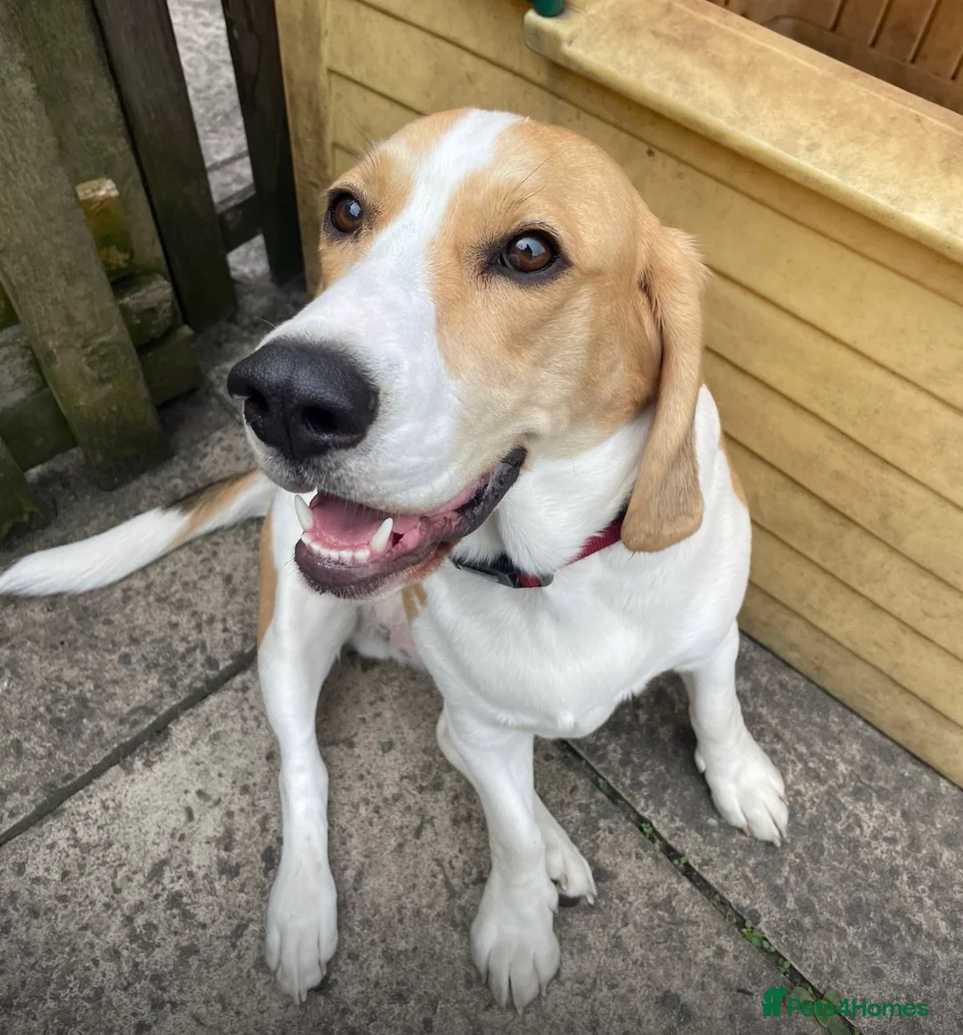 Beagle dogs for sale: KG Reg Scabs the beagle 16 months old - Advert 1