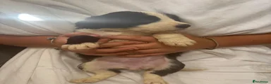 Mixed Breed 3