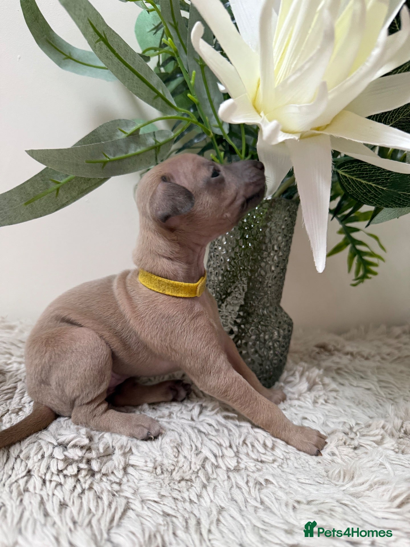Italian Greyhound dogs 4 KC registered Italian Greyhound puppies 🐾🩵🩷 - Advert 1