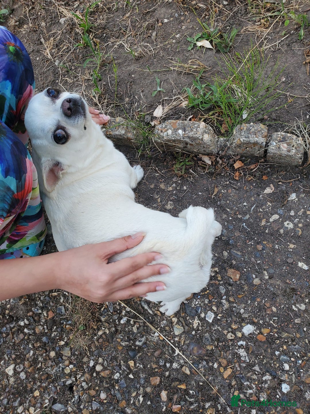 Chihuahua dogs for sale: Pedigree Chihuahua. 7 Years old & Vaccinated - Advert 1