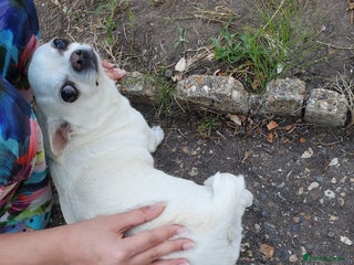 Chihuahua dogs Pedigree Chihuahua. 7 Years old & Vaccinated - Advert 1