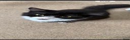 Mixed Breed cats for sale: 2 cats in need of a forever home! - Advert 2