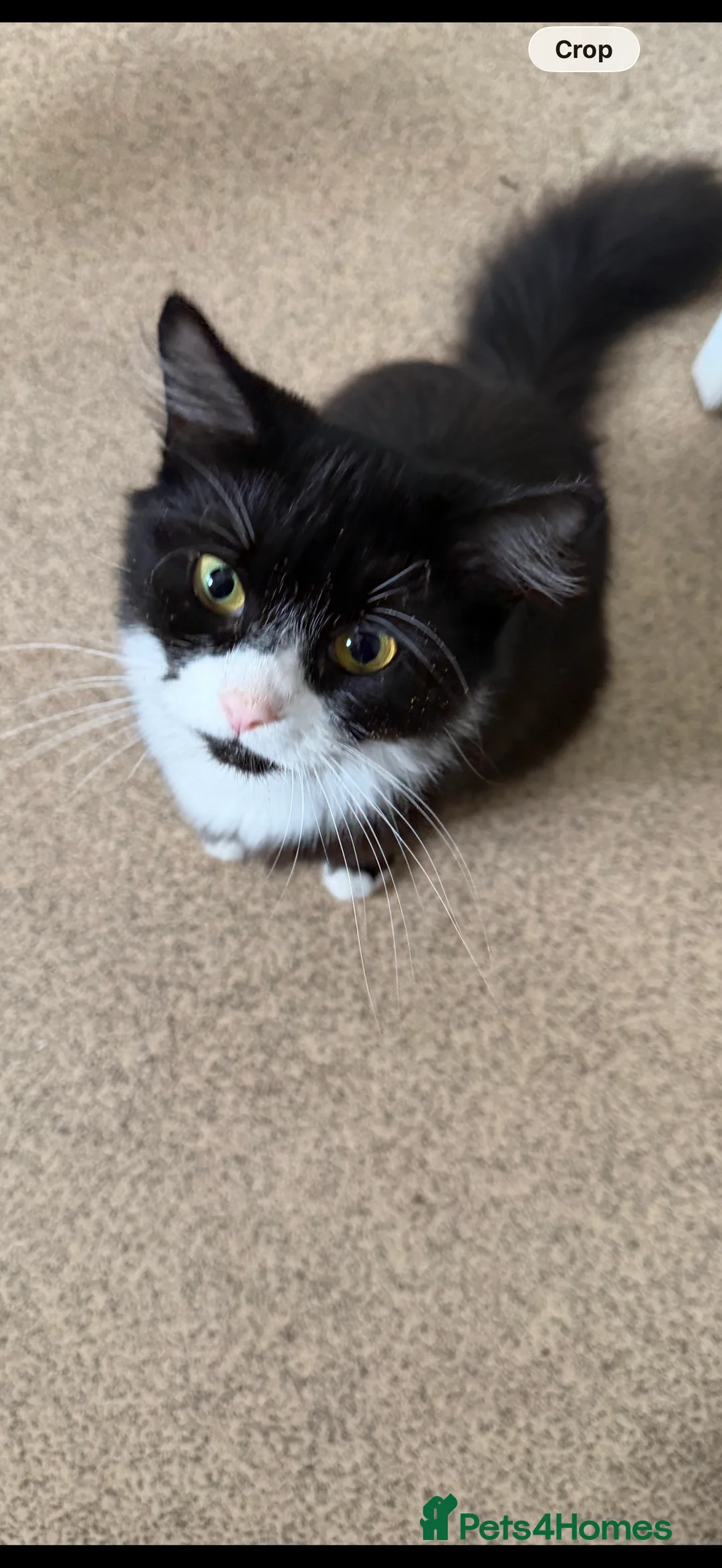 Mixed Breed cats for sale: 2 cats in need of a forever home! - Advert 2