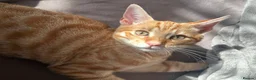 Domestic Shorthair cats for sale: SIMBA SADLY NEEDS A NEW LOVING HOME! in London - Advert 2