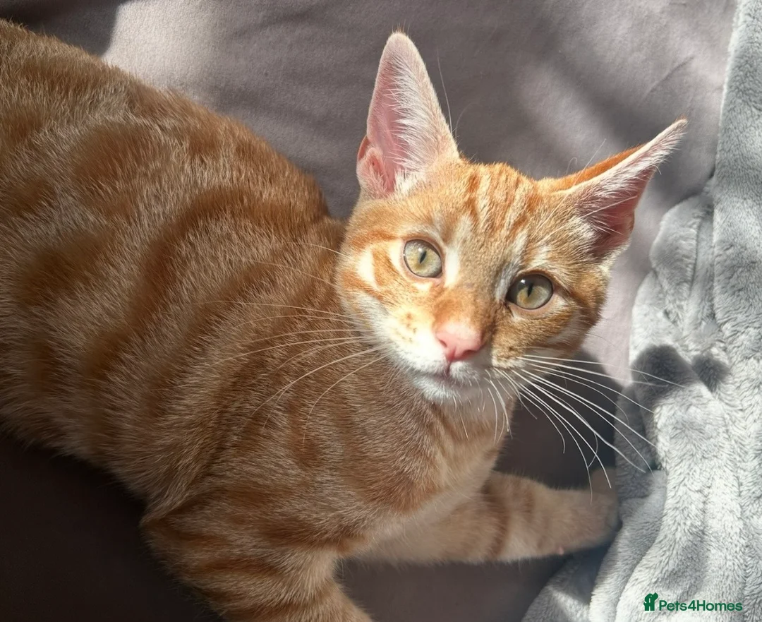 Domestic Shorthair cats for sale: SIMBA SADLY NEEDS A NEW LOVING HOME! in London - Advert 2