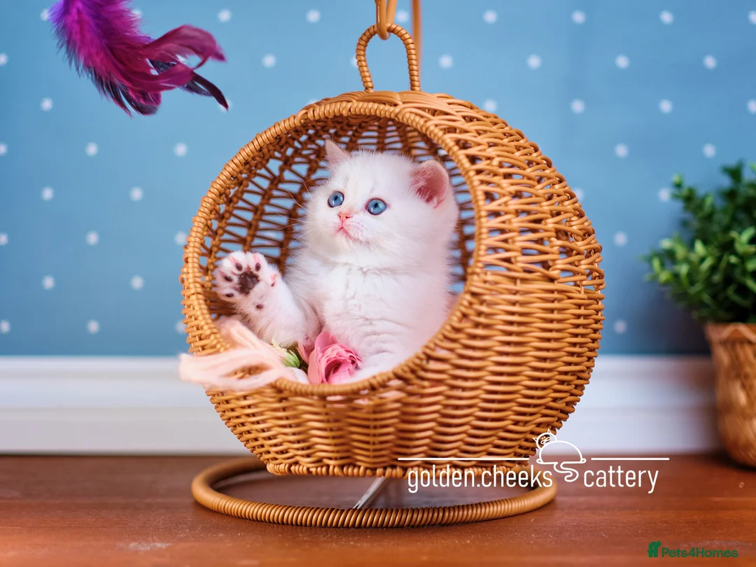 British Shorthair cats for sale: Blue-Eyed Golden Colorpoint Kitten - Advert 8