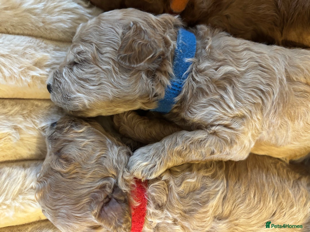 Maltipoo dogs for sale: 🌟Stunning Litter of Teddy🧸DNA tested Maltipoos  - Advert 3