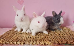Netherland Dwarf rabbits for sale: Netherlands dwarf bunnies  - Image 7