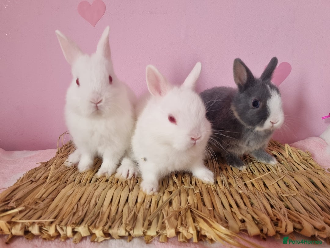 Netherland Dwarf rabbits for sale: Netherlands dwarf bunnies  - Image 7