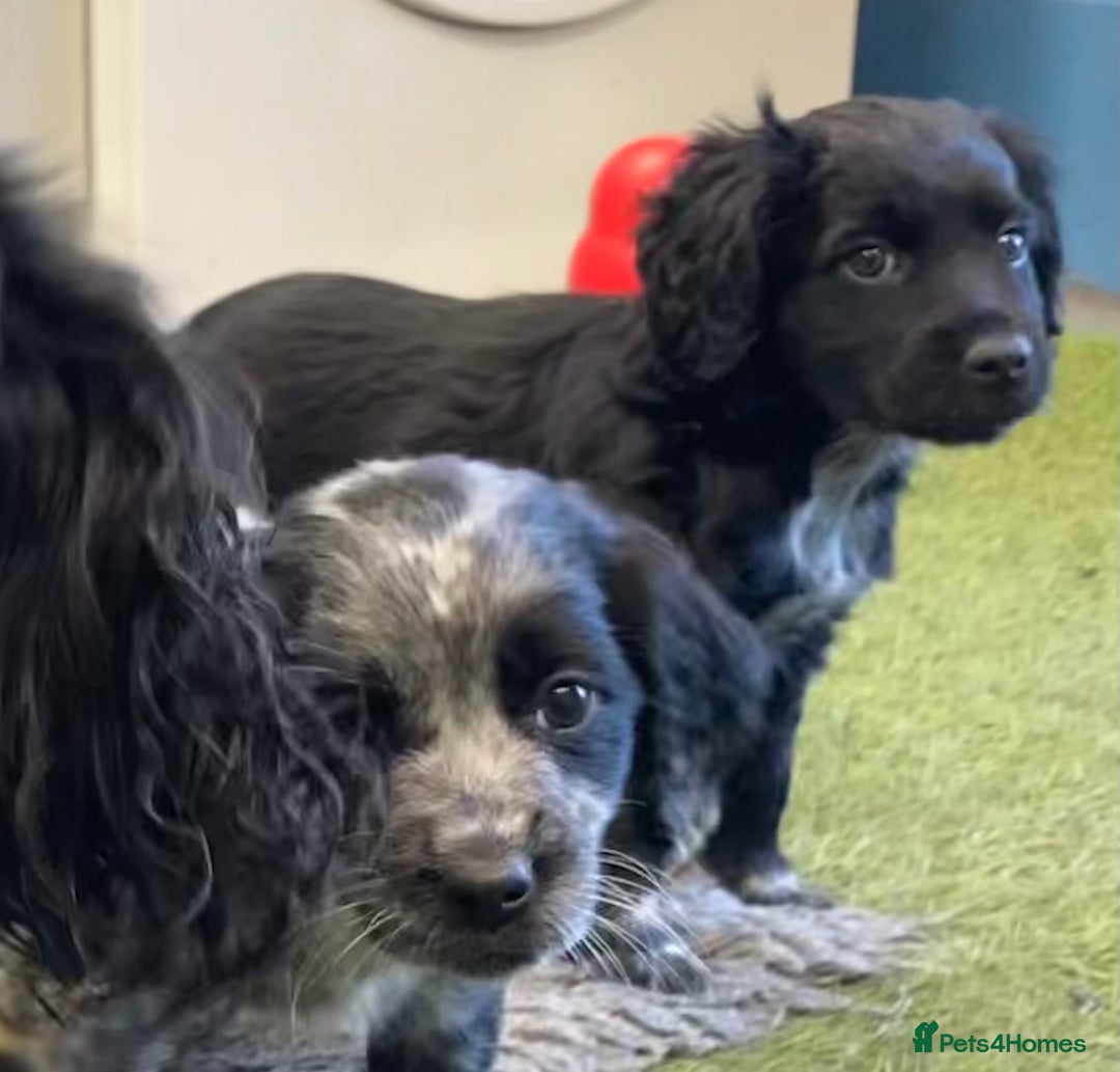 Sprocker dogs for sale: Sprocker Spaniel puppies - Advert 5