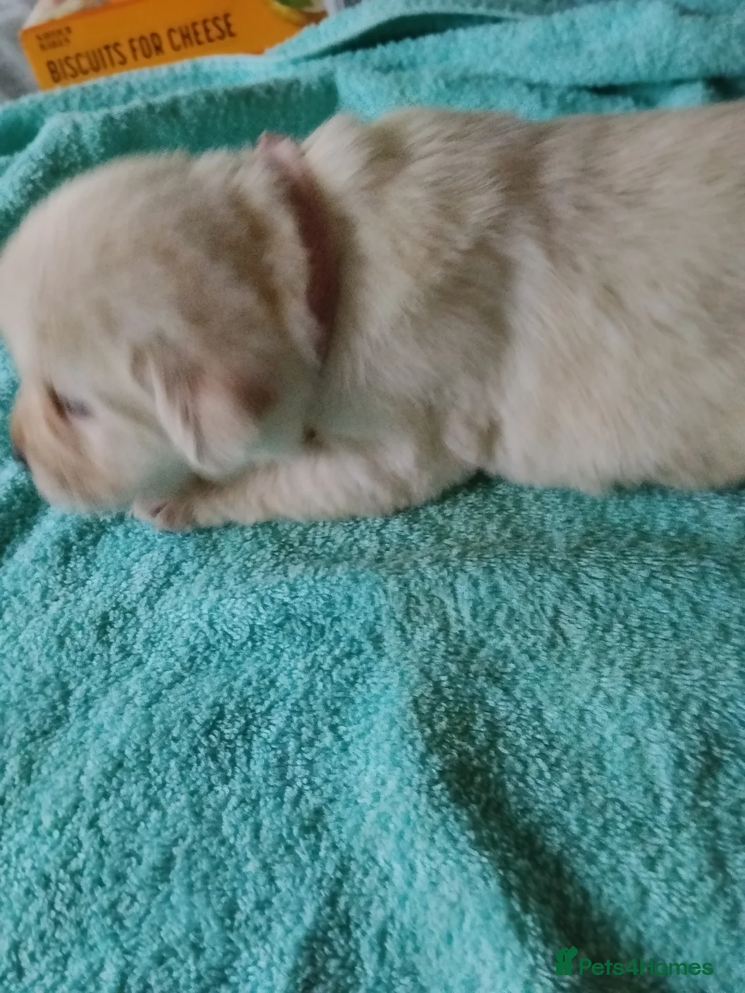 Labrador Retriever dogs for sale: 6 Yellow/Black Labrador Retrievers - Advert 17