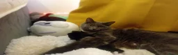 Russian Blue cats for sale: Russian blue mix with Scottish fold  - Advert 5
