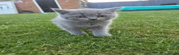British Shorthair cats for sale: Beautiful British Shorthair kittens - Advert 3
