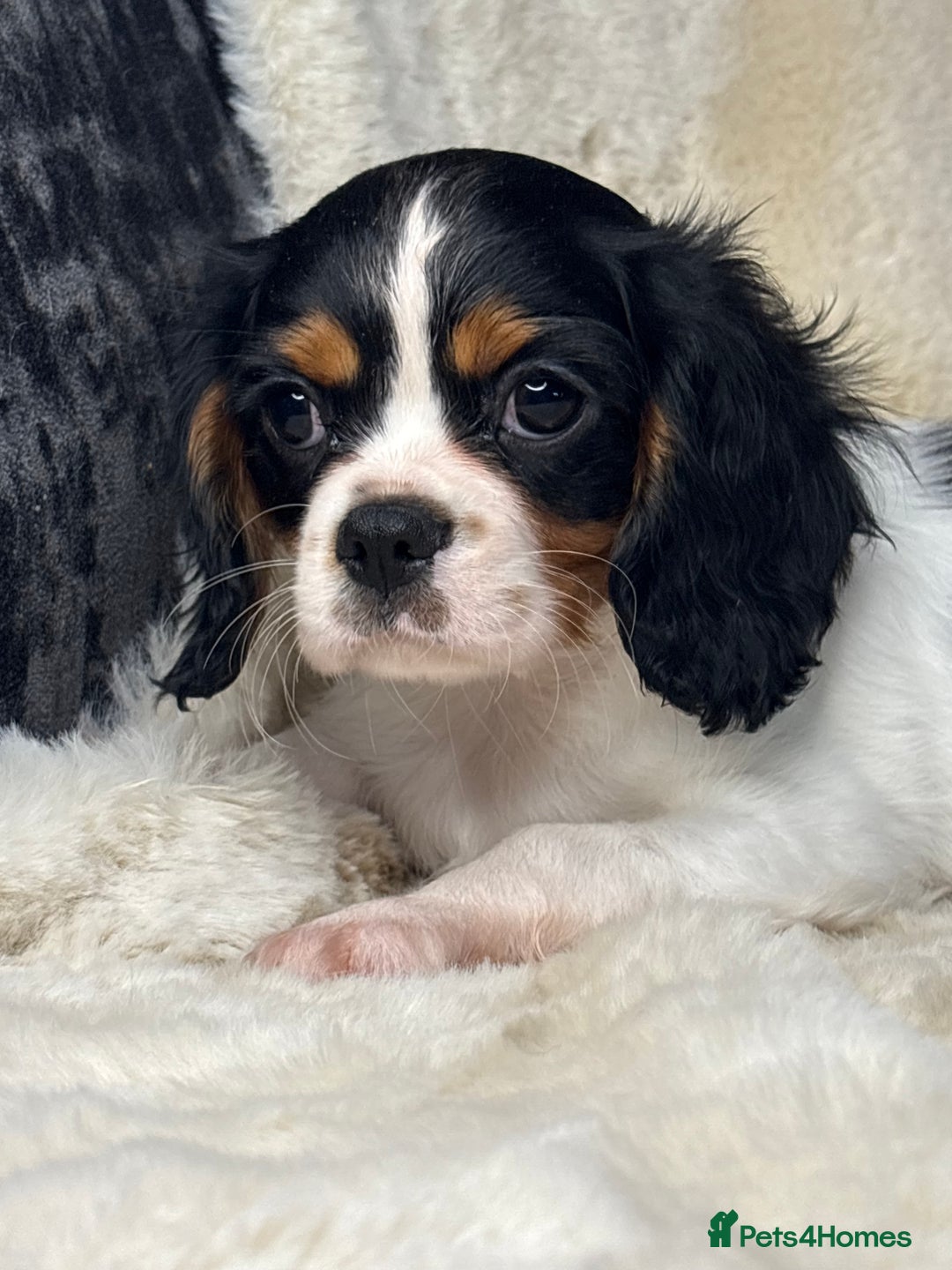 Cavalier King Charles Spaniel dogs for sale: Health tested cavalier puppies  - Advert 2