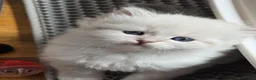 Siberian cats for sale: 4 Siberian Neva Masquerade kittens for seal - Advert 10