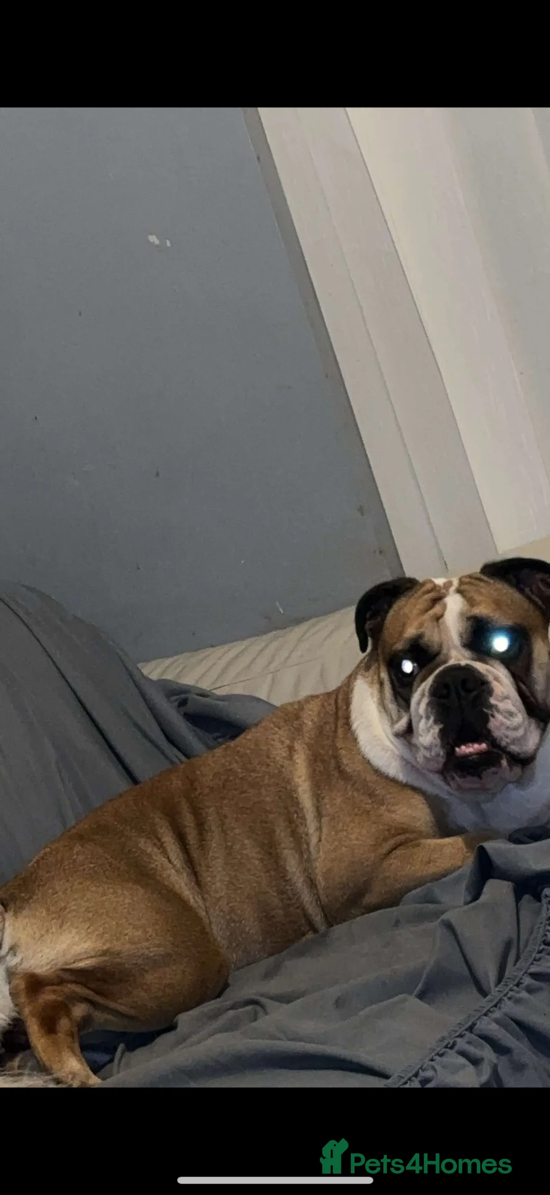 English Bulldog dogs for sale: Meet Callie - English bulldog  - Advert 3