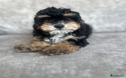 Cavapoo dogs for sale: Adorable Cavapoos looking for family homes - Image 3