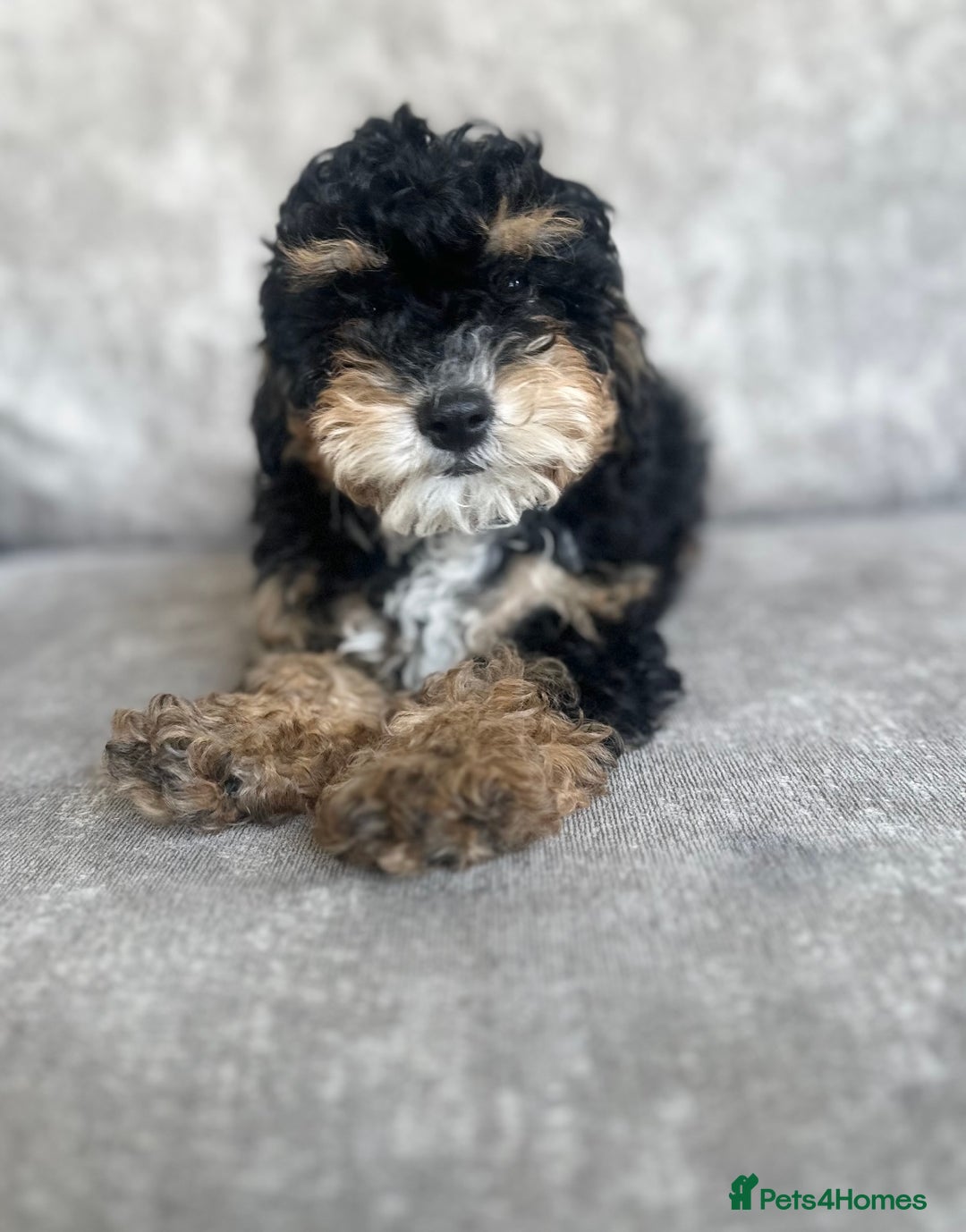 Cavapoo dogs for sale: Adorable Cavapoos looking for family homes - Image 3