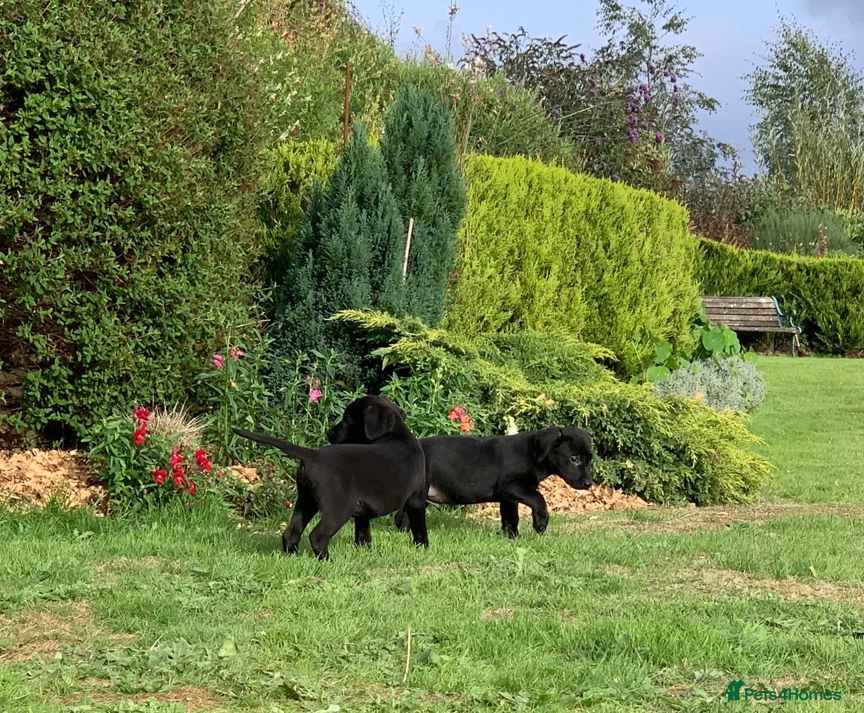 Labrador Retriever dogs KC REG Labradors, Great pups For sale  - Advert 15