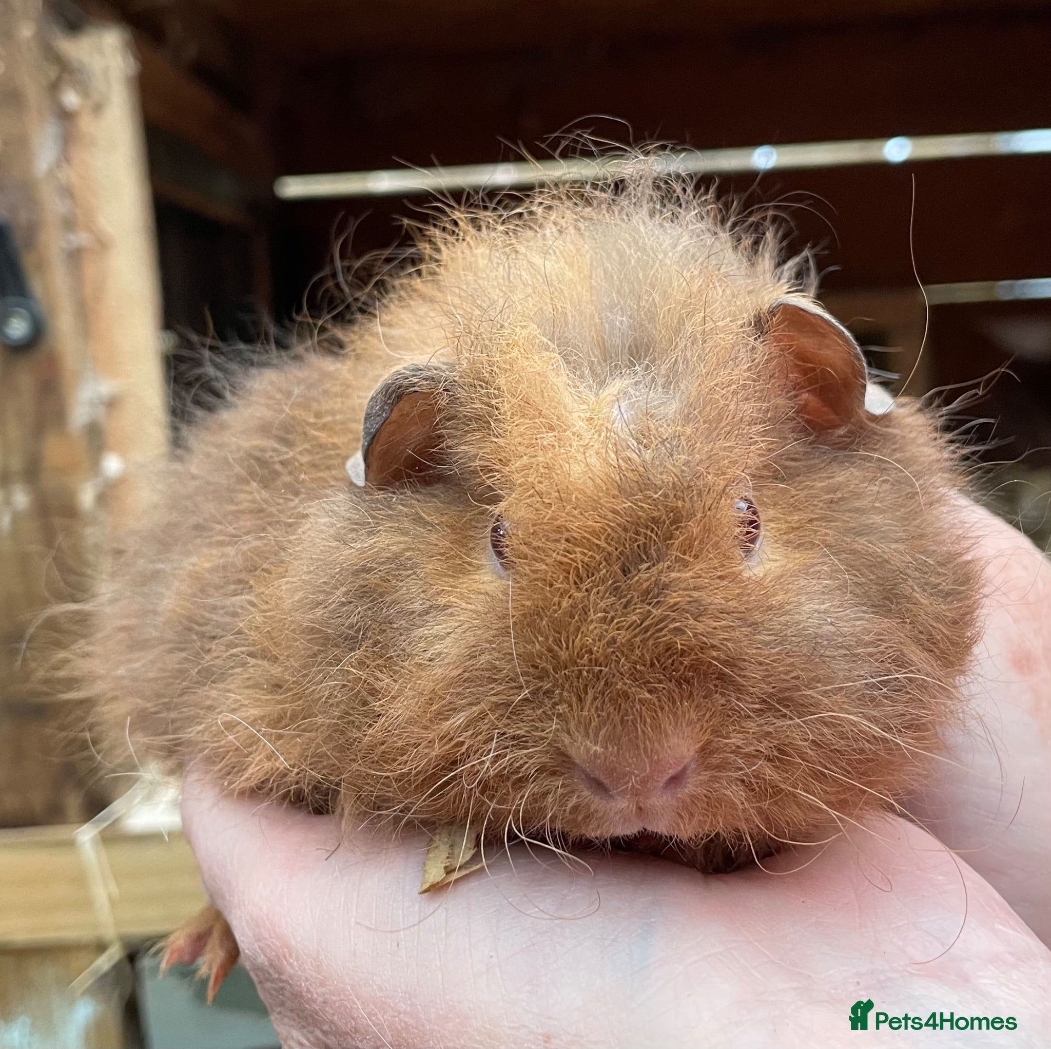 Guinea Pig rodents Baby Girl/Sows Guinea Pigs - Advert 21